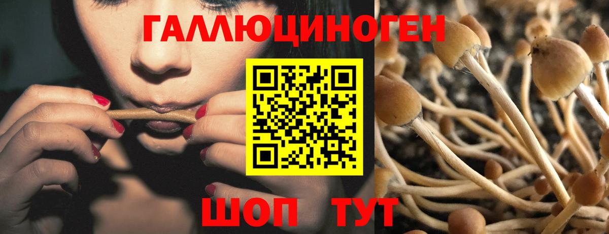 Псилоцибиновые грибы Cubensis Приморско-Ахтарск
